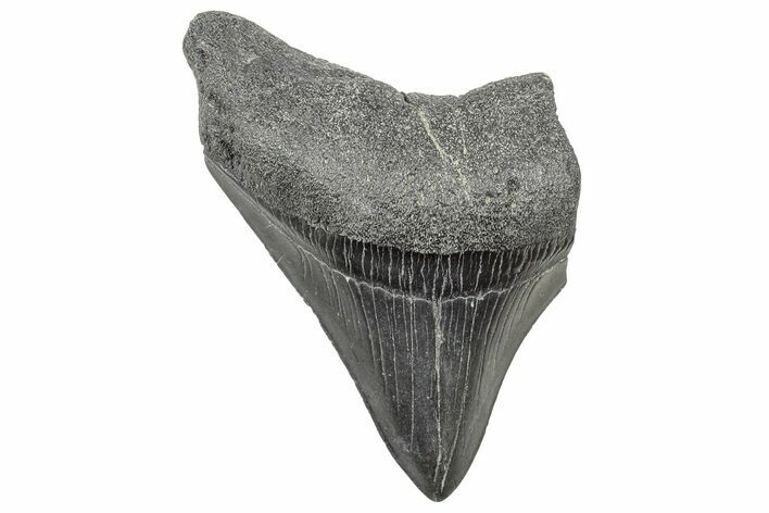Partial Megalodon Tooth - South Carolina #320722